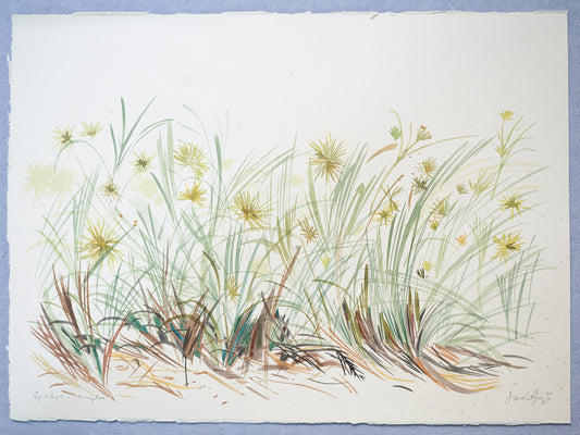 Ningaloo Spinifex