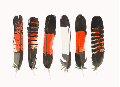 Black Cockatoo Feathers - Limited Edition Print